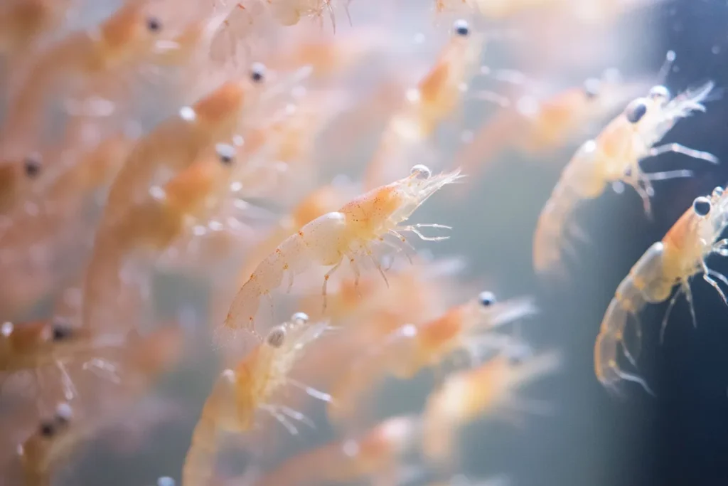 Brine Shrimp Hatching Process